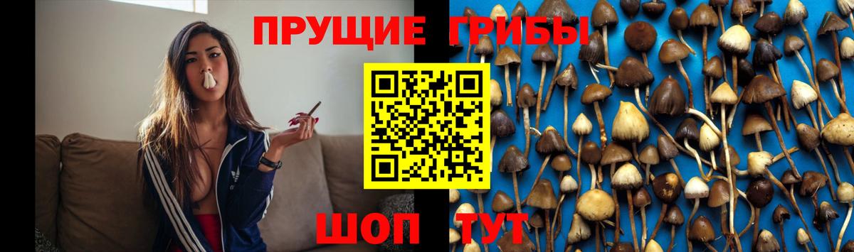 Галлюциногенные грибы Psilocybe Ртищево